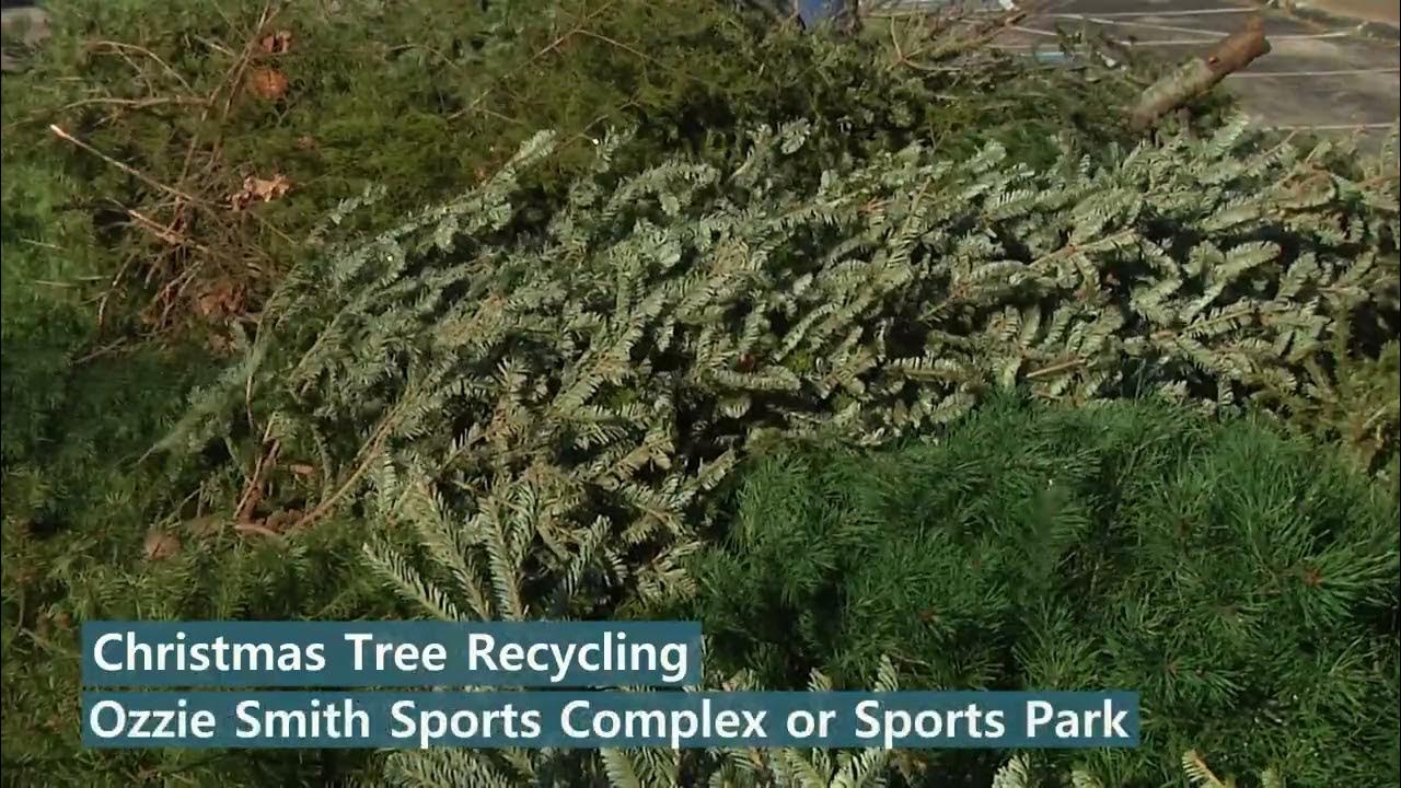 Christmas Tree Disposal O'Fallon, Missouri YouTube