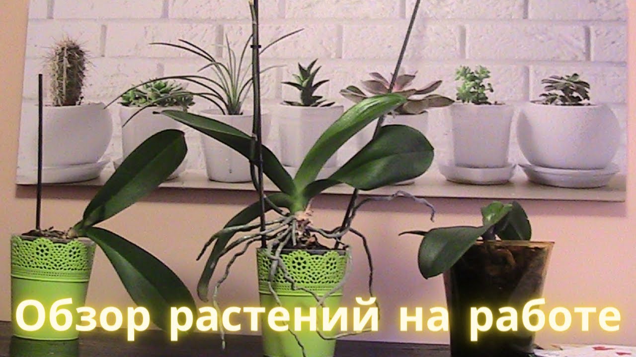 ОБЗОР РАСТЕНИЙ НА новой РАБОТЕ.Такой красоты я еще не видела!Зеленый ...
