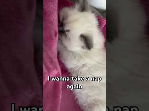 I wanna take a nap! #cat #cats #kitten #kitty #animals