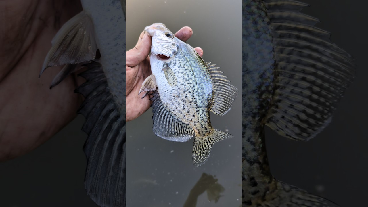 Utah Black Crappie 