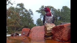 Woodpecker makes Bird Bath its own Spa.