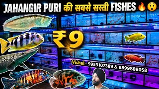 850 Rs. में Silver Arowana 300 Rs. Monster kok Flowerhorn 12 pcs guppy/Molly 150 Rs. Wholesale shop