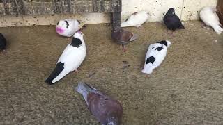 #Pigeons.Лиса и неспелый виноград.