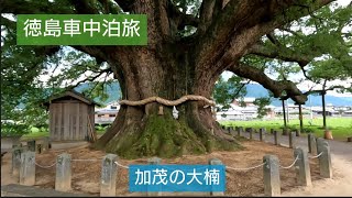 【徳島車中泊旅】　加茂の大クス