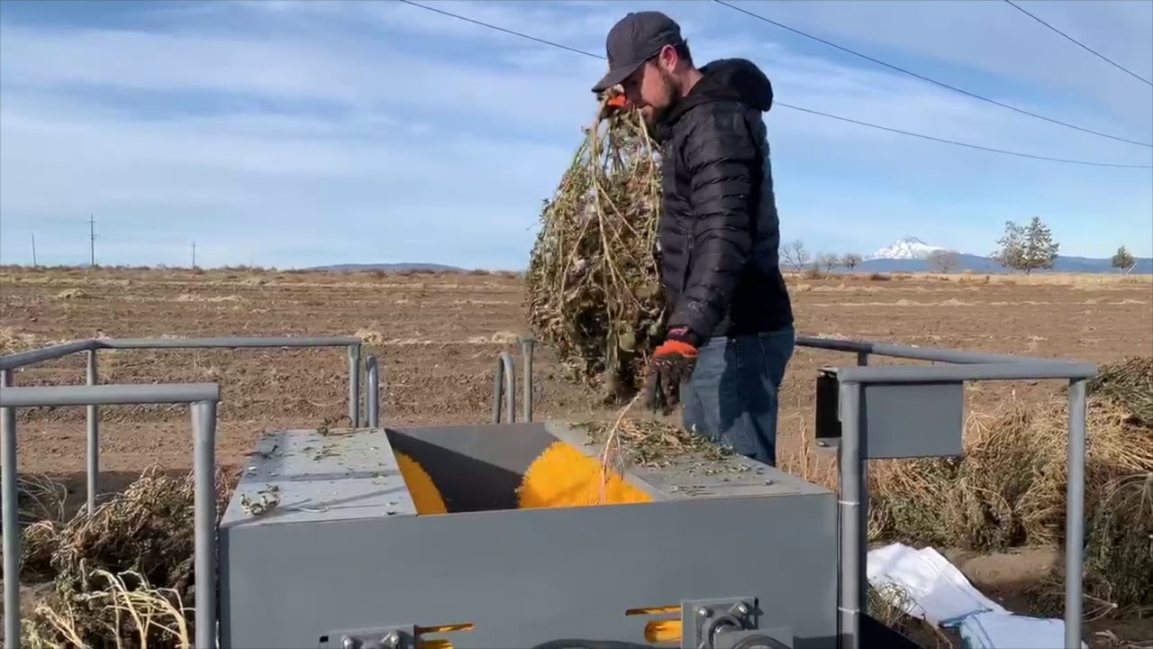 Bucking hemp with the MAXPRO from Critical Extract.