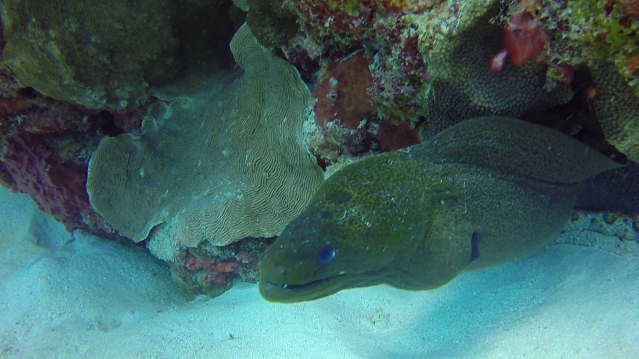 Great Barrier Reef, Australia diving Saxon Reef Twin Peaks Moray