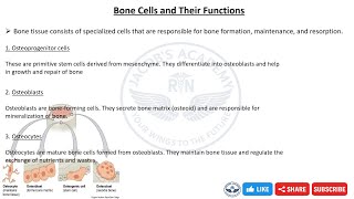 Bone Cells Explained Simply | Osteoblasts, Osteocytes & Osteoclasts | Nursing Anatomy