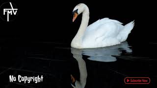 Download Lagu Swan sound effect | swan sound effect no copyright | duck sound | free music vander. MP3
