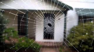 Watch Gourds Web Before You Walk Into It video