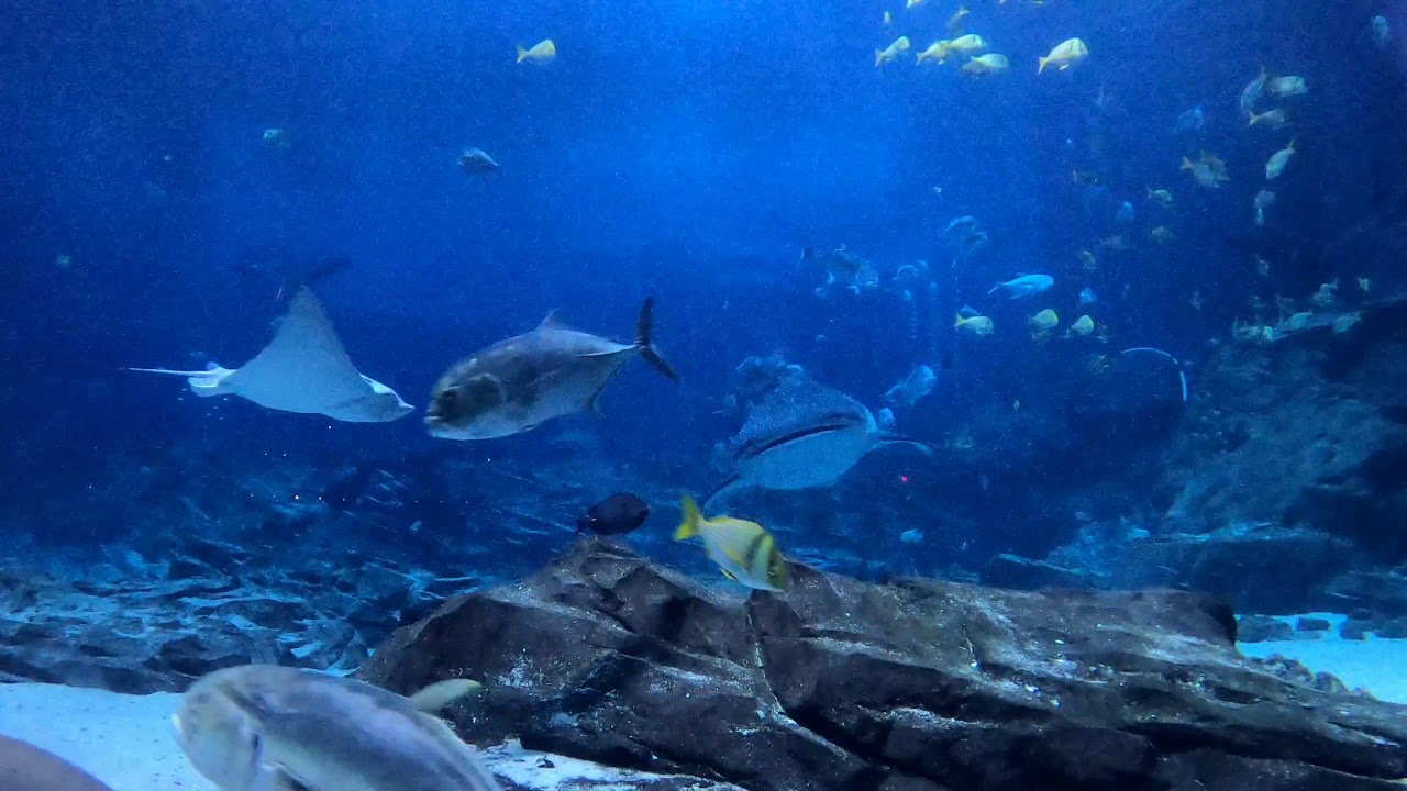 Aquarium YouTube