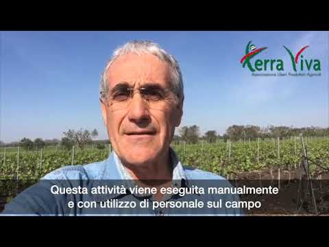 Terra Viva Racconta - Azienda Agricola Pierluigi De Luca - YouTube