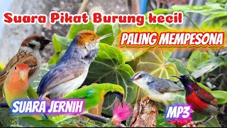 SUARA PIKAT BURCIL PALING AMPUH ANTI ZONK SANGAT MEMPESONA MP3 PUTAR SEKALI LANGSUNG NYAUT