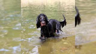 Gordon setter. Pros y contras, precio, Cómo elegir, hechos, cuidado, historia