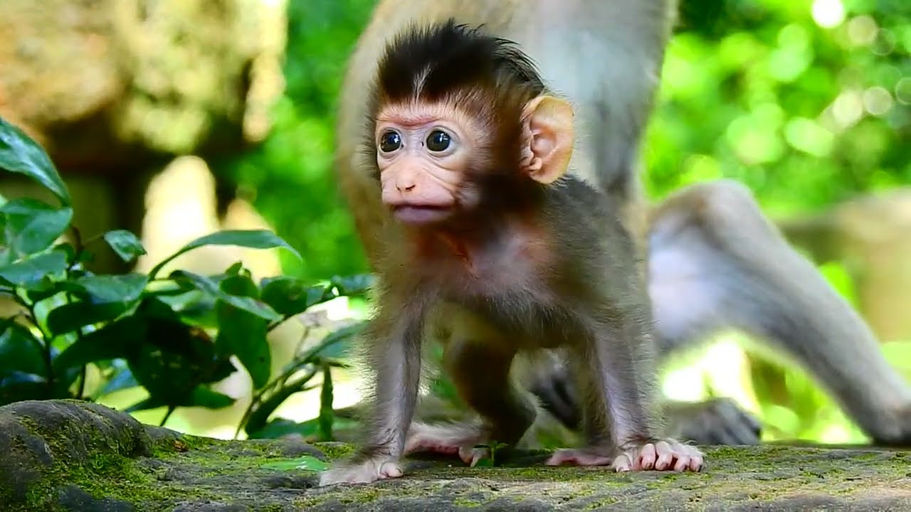 HOW ADORABLE BB ? RAINBOW LOOK SO BIG AND BEAUTIFUL NOW.