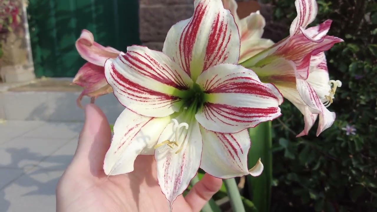 Die schönsten Amaryllisgewächse für Garten und Topf