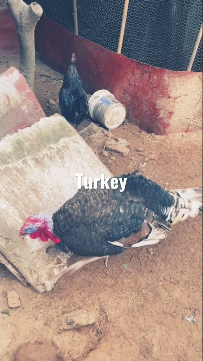 Turkey bird amazing sound turke🦃🦃🦃🦃🦃🦃🦃🇹🇷🔊🔊🔊🧏🏻🧏🏻🙏