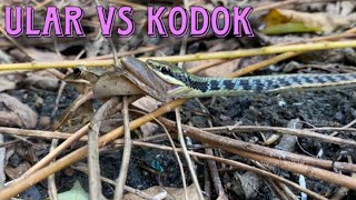 PROSES ULAR MAKAN KODOK || MENANGIS KODOK