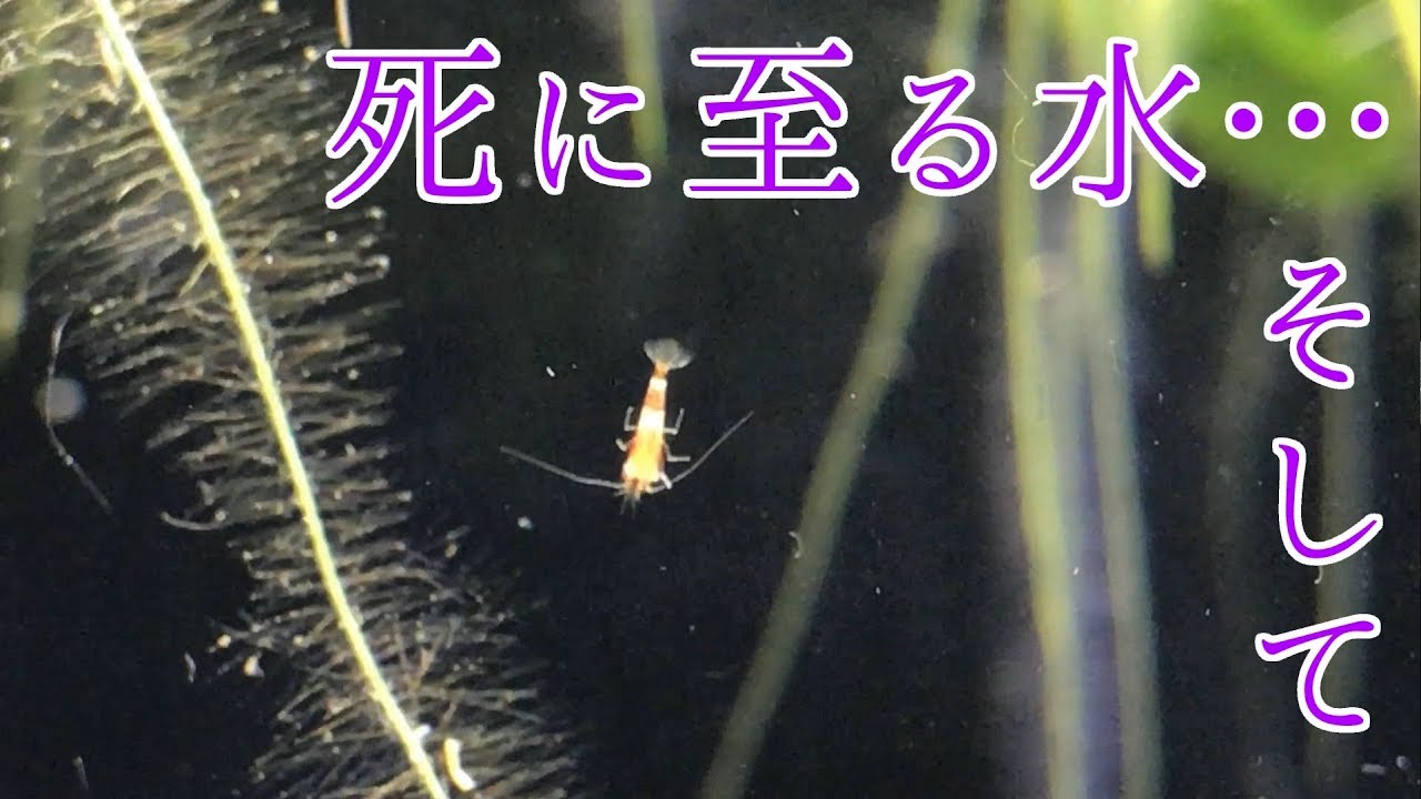超初心者のアクアリウム入門 第9夜 死に至る水 そして Youtube