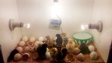 NO INCUBATOR REQUIRED! Chicks Hatching Without Incubator