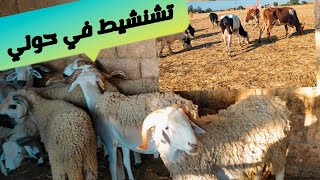 نهار زوين في لعروبية✅ طبيعة بيو