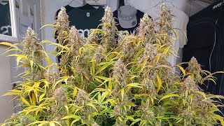 Black Jack Autoflower harvest day Weed Seed Express Athena nutrition Mars Hydro FC4800, medical grow