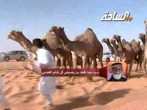 جديد الساحة 1436 هـ الذهبيات مسيرة منقية فهد بن بصيص آل شامر العجمي 