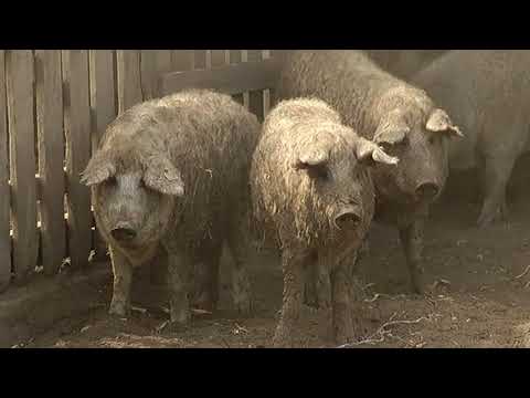 Hajdúnánási Televízió: Aktuális állatorvosi hírek 2017.09.08.