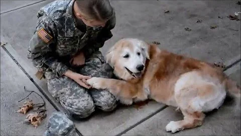 Soldier Coming Home; Dog's Reaction