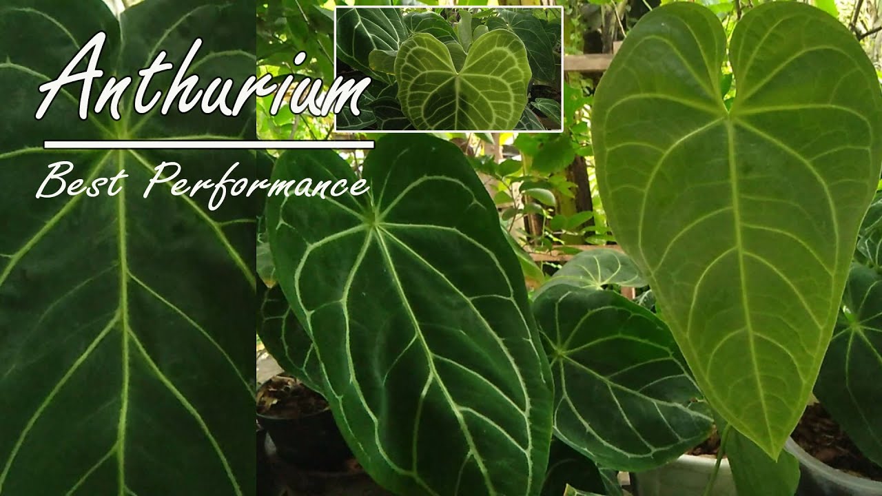 TIPS DAUN KUPING GAJAH BISA BESAR & TAMPIL SEMPURNA ~ ANTHURIUM LEAF TIPS IN THE BEST PERFORMANCE