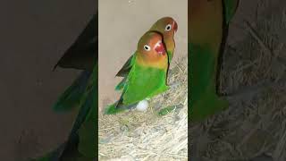 #birds fisher ki breeding progress ki video