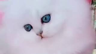 WeChat 202011可爱的猫