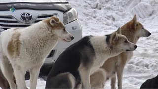 В Ухте стая собак до смерти загрызла проходившую мимо женщину