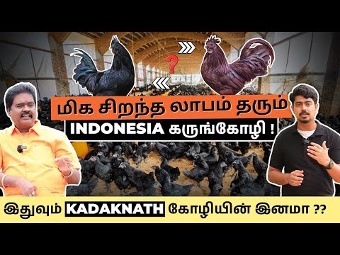 இந்தோனேசியா கருங்கோழியின் அதிசயங்கள்! | Kadaknath Farming Ideas in Tamil