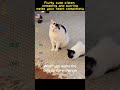 Fluffy cute kitten kneading and purring melts your heart completely #pet #petshorts #funny #pets