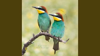 Loopable Birdsong