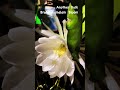 Brahmakamalam in my Garden: #garden #gardening #flowers #flower #peace #stressrelief #youtubeshorts