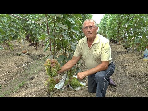 Посещение виноградника В. С. Мартёха 26 августа 2018г