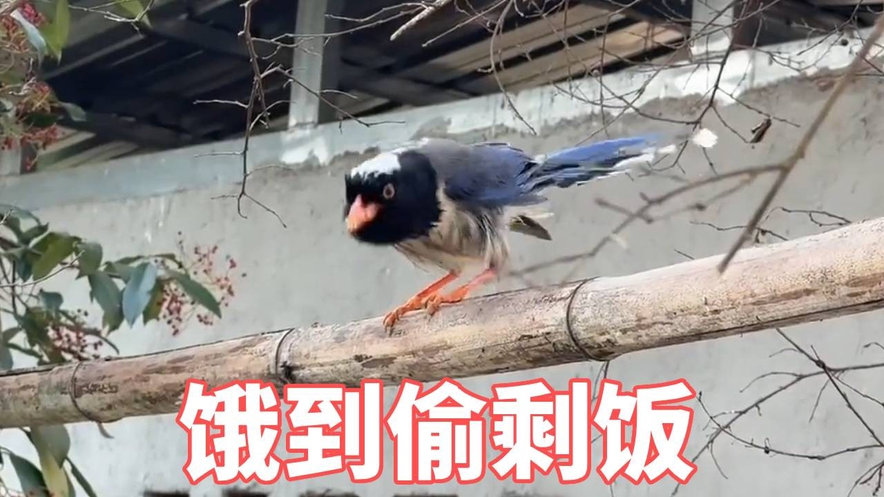 堂堂猛禽怎么会沦落到偷吃狗子剩饭？冬天到了，柿子也被吃完了。幸好你没忘了我，我给你吃的饱饱的！【蒙面鸟哥】