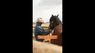 🎉 IT'S OFFICIALLY ADOPT A HORSE MONTH!