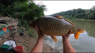 ÚJRA SIKERÜLT 😀 10+OS PONTY ÉS A RÁADÁS - Feeder horgászat a Tiszán.