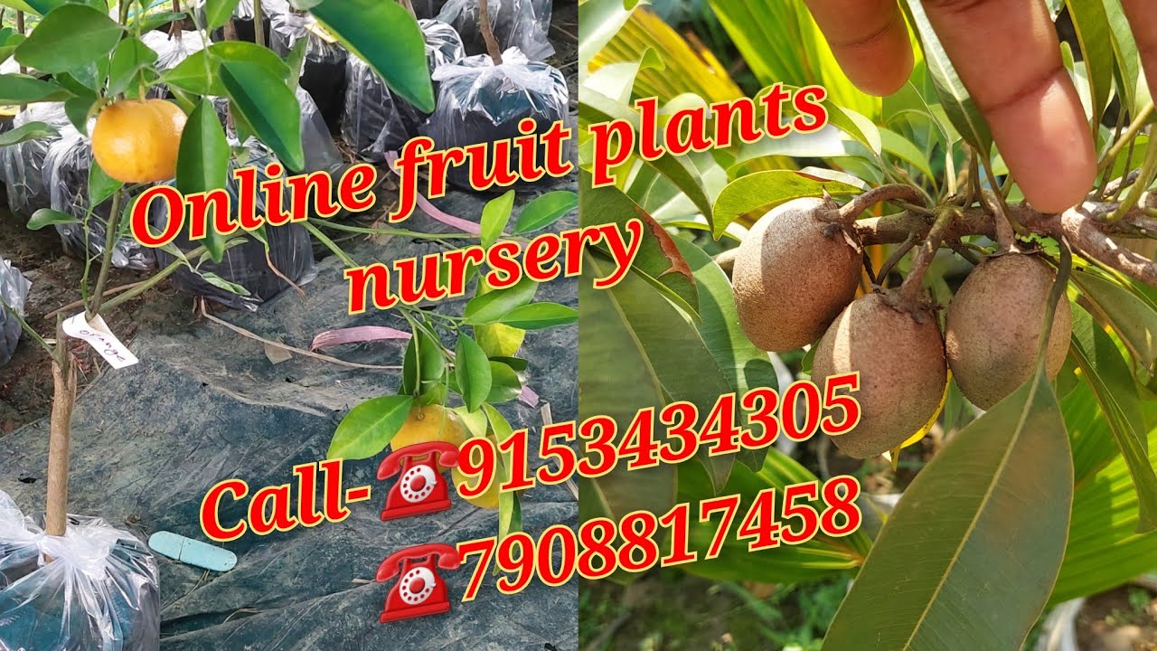 Online fruit plants nursery home delivery service available call☎️9153434305/7908817458 YouTube