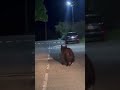 Bear Cub Roams the Streets of Glubokoye | Residents Alerted 🚨🐻