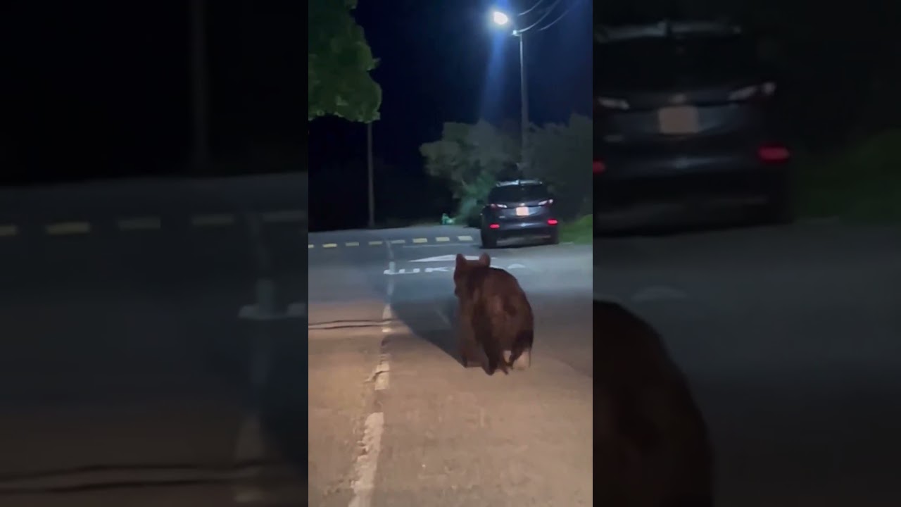 Bear Cub Roams the Streets of Glubokoye | Residents Alerted 🚨🐻