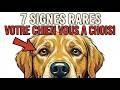 7 Signes Rares Que Votre Chien Vous A Choisi Comme Son Âme Sœur Ultime !Soulmate