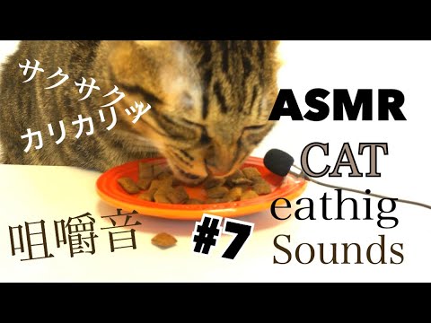 【ASMR】猫の食事 ドライフード カリカリ  My Cat Eats Dry food 【咀嚼音】#7