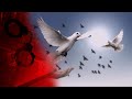 Елітні голуби підсмажувались живцем - жорстока помста проповіднику у Кривому Розі