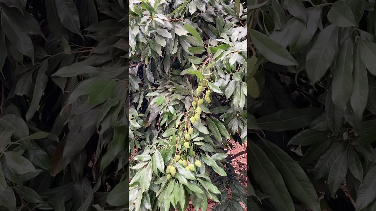 😎WE GROW LOTS OF ORGANIC LICHI IN OUR BACKYARD 