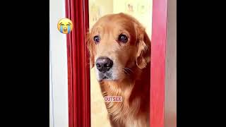 He was wronged but still treated others with kindness.#pets #cute #shorts #funny