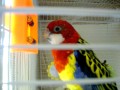 Rosella Parakeet sings Andy Griffith theme song