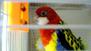 Rosella Parakeet sings Andy Griffith theme song